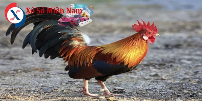 Con Gà Số Mấy