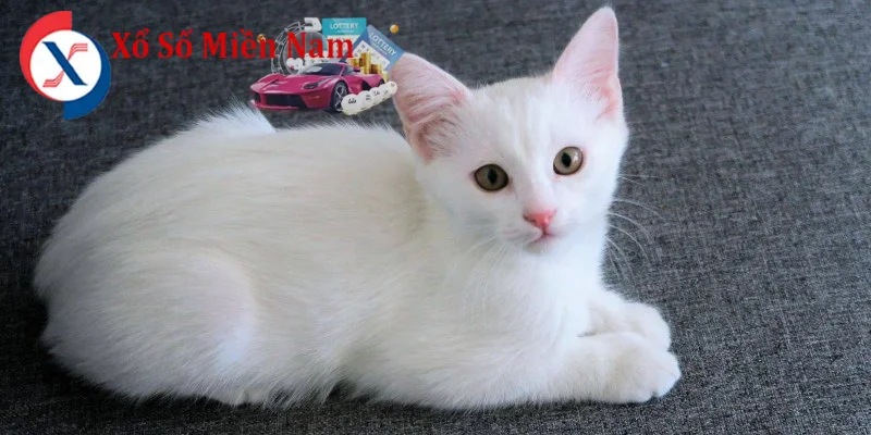 Lưu ý quan trọng khi nằm mơ nhìn thấy mèo
