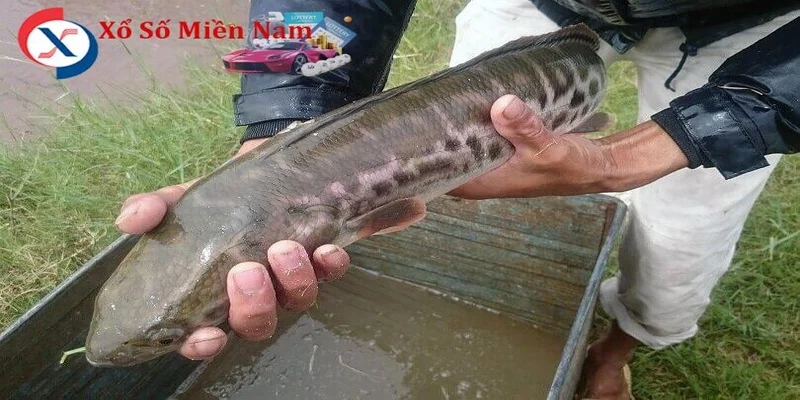 Giải mã giấc mơ bắt cá bằng tay đánh con gì