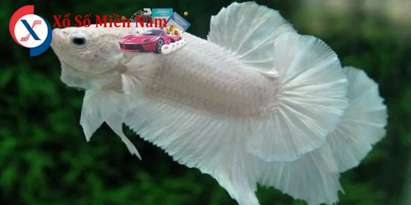 Mơ Thấy Cá