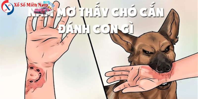 Nằm Mơ Thấy Chó Cắn Vào Tay Đánh Số Gì