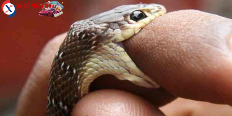 Giấc mơ thấy rắn cắn vào tay mang nhiều ý nghĩa tâm linh khác nhau.