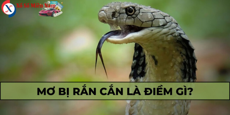 Tìm hiểu thông điệp từ giấc mơ rắn cắn vào tay để có sự chuẩn bị tốt hơn.